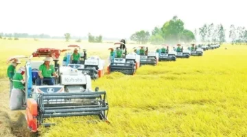 تحدّي جديد.. فيتنام تبتكر ميزة تنافسية لصناعة الأرز